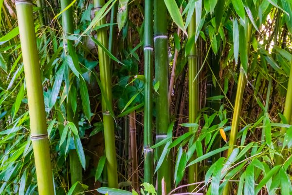 Cost of Bamboo Trimming in Prescott Valley
