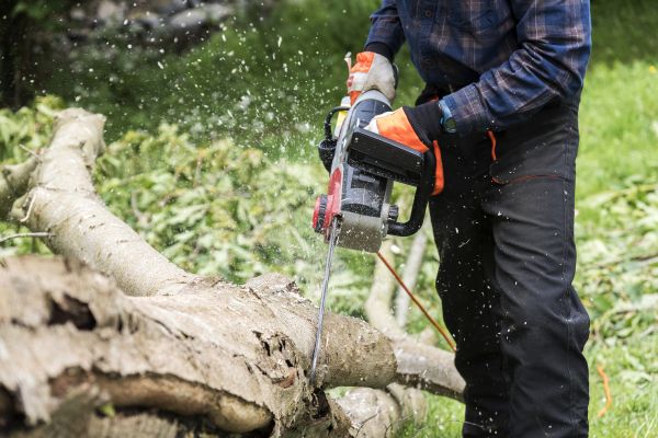 Cost of Branch Removal Service in Prescott Valley