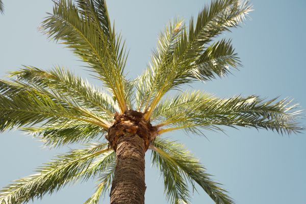 Palm Tree Pruning in Prescott Valley