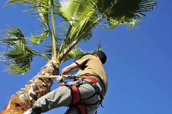 Palm Tree Trimming in Prescott Valley