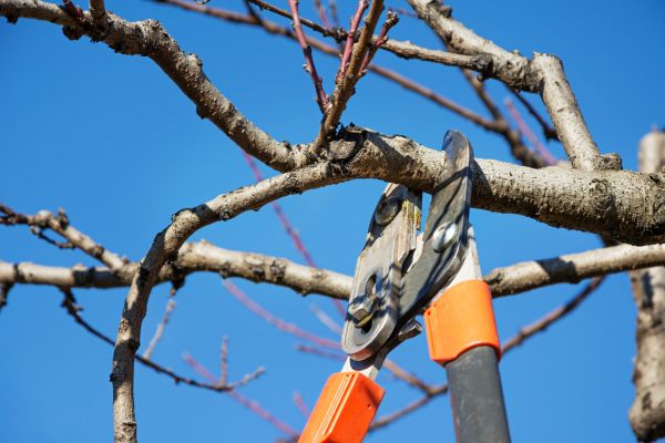 Residential Tree Service in Prescott Valley