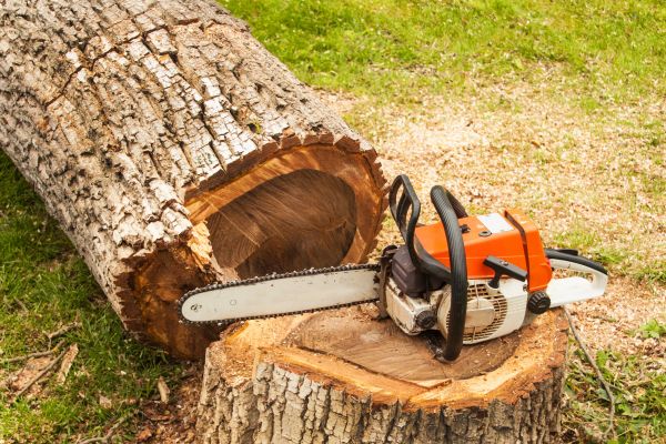 Tree Cutting Service in Prescott Valley