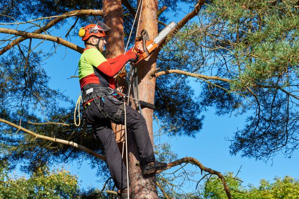 Tree Service in Prescott Valley