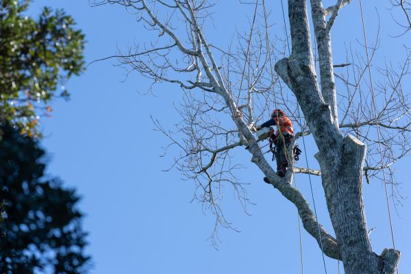 Cost of Tree Topping Service in Prescott Valley