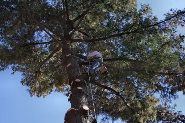 Cost of Trimming Service in Prescott Valley