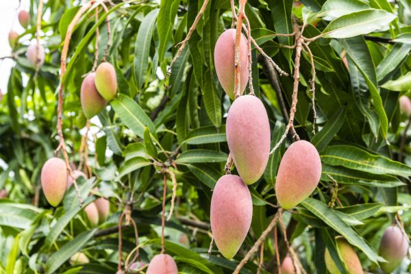 Cost of Mango Tree Trimming in Prescott Valley