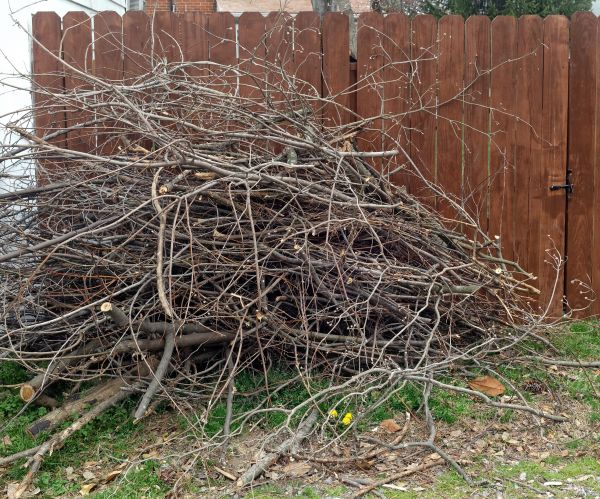 Cost of Dead Branch Removal in Prescott Valley