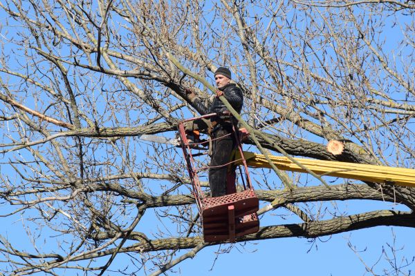 Cost of Emergency Tree Trimming in Prescott Valley