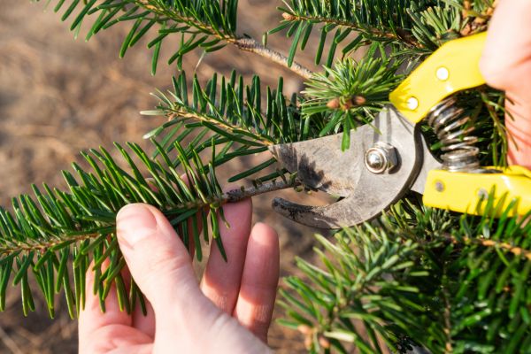 Pine Tree Pruning in Prescott Valley