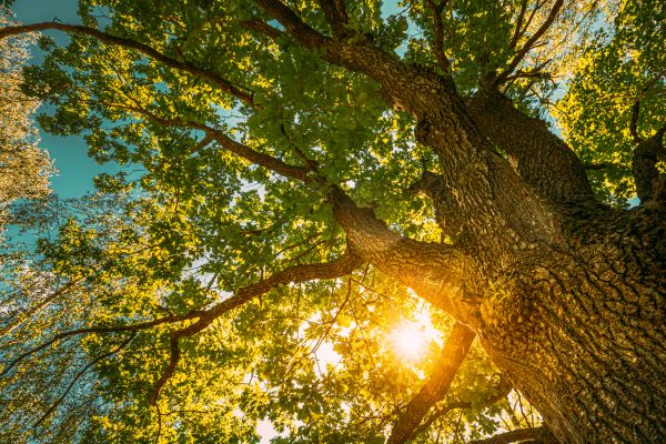 Cost of Oak Tree Pruning in Prescott Valley