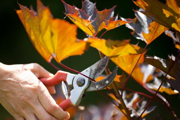 Cost of Maple Tree Pruning in Prescott Valley