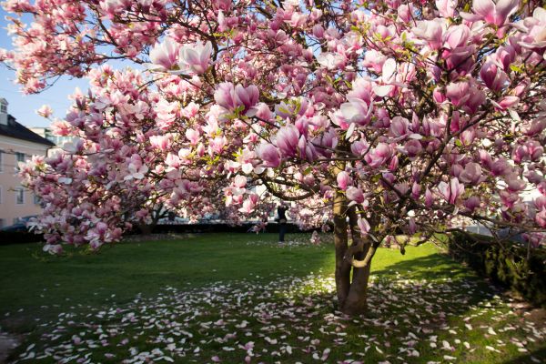 Cost of Magnolia Tree Pruning in Prescott Valley