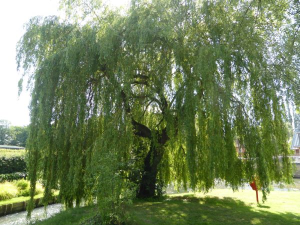 Cost of Willow Tree Trimming in Prescott Valley