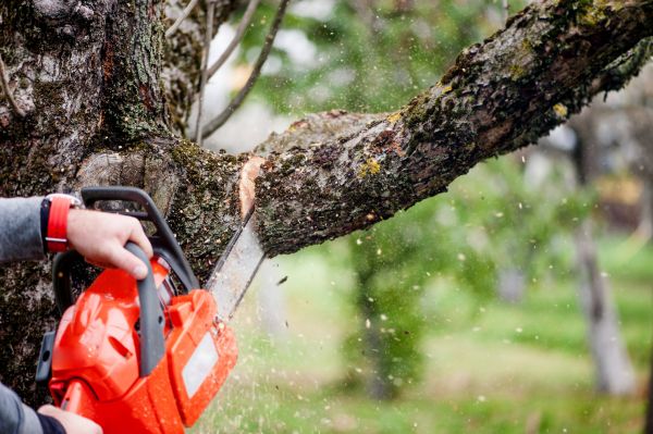 Cost of Tree Limbs Removal in Prescott Valley