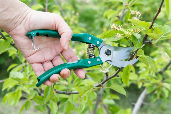 Cost of Pear Tree Pruning in Prescott Valley
