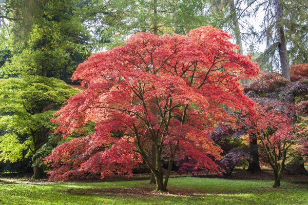 Japanese Maple Pruning in Prescott Valley