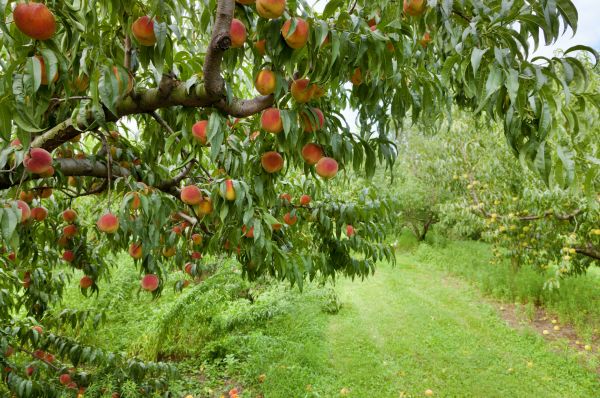Cost of Peach Tree Pruning in Prescott Valley