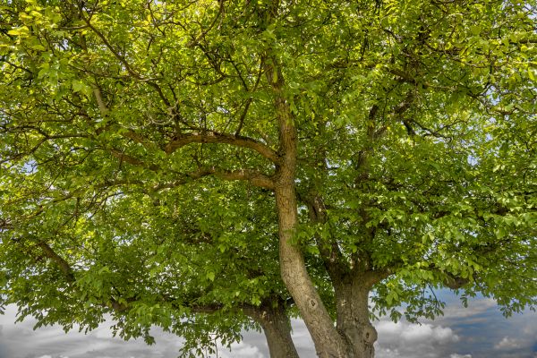 Cost of Walnut Tree Trimming in Prescott Valley
