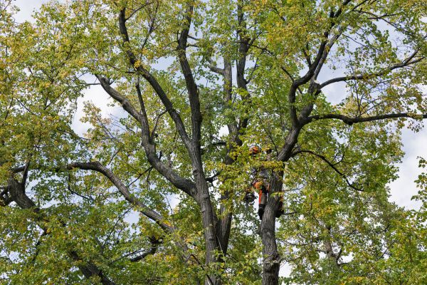 Cost of Tree Crown Shaping in Prescott Valley