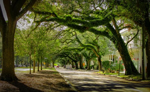 Cost of Tree Canopy Thinning in Prescott Valley