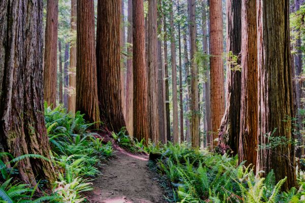 Cost of Redwood Tree Trimming in Prescott Valley