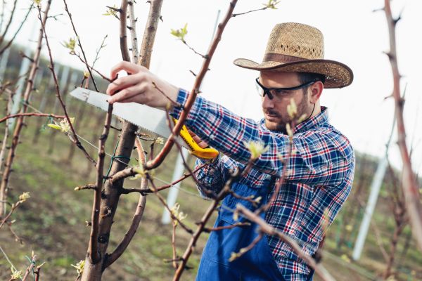 Cost of Orchard Tree Pruning in Prescott Valley