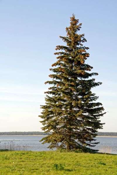 Cost of Spruce Tree Pruning in Prescott Valley