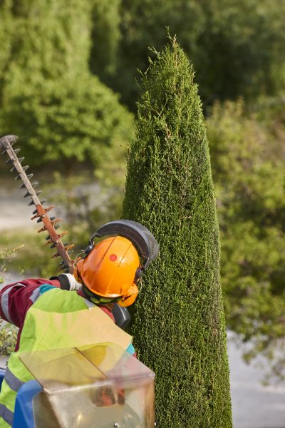 Cost of Cypress Tree Trimming in Prescott Valley