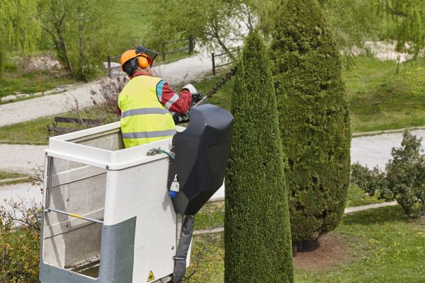 Cost of Cypress Tree Pruning in Prescott Valley