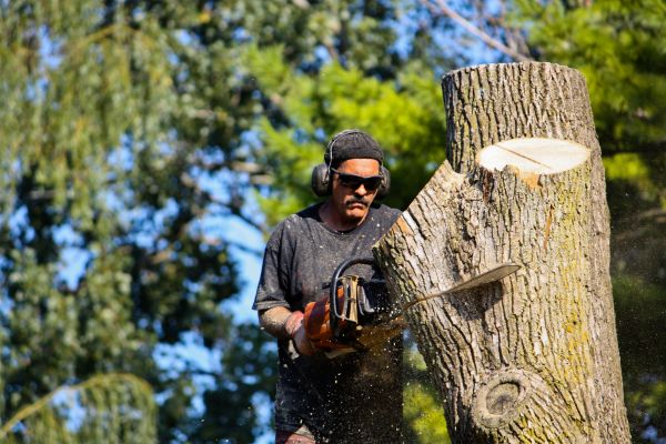 Cost of Ash Tree Pruning in Prescott Valley
