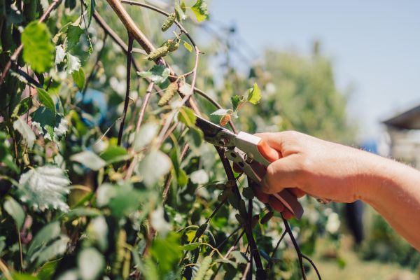Cost of Birch Tree Pruning in Prescott Valley