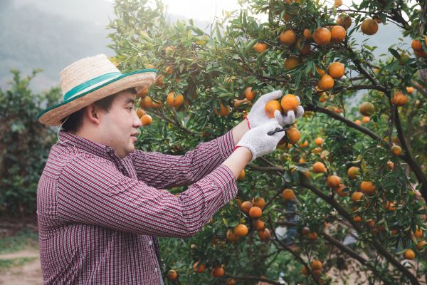 Cost of Orange Tree Pruning in Prescott Valley