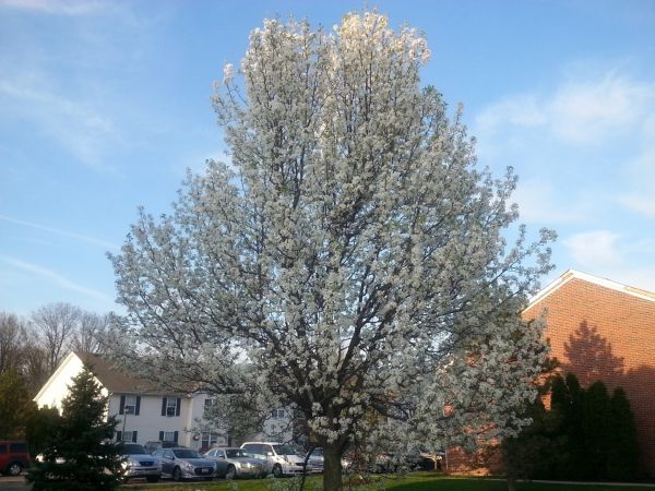 Cost of Bradford Pear Tree Pruning in Prescott Valley