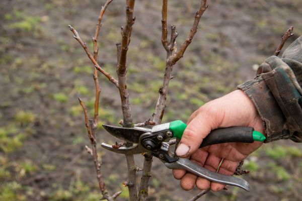 Cost of Pear Trees Pruning in Prescott Valley