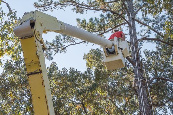 Cost of Limbs Trimming in Prescott Valley
