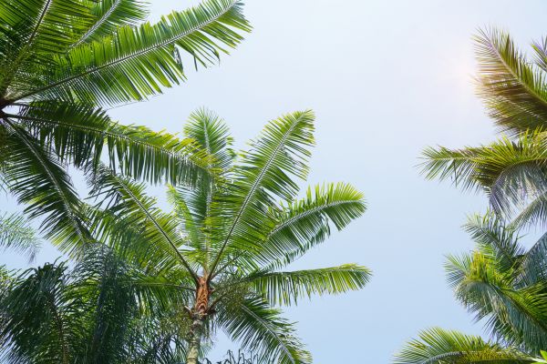 Cost of Queen Palm Tree Trimming in Prescott Valley