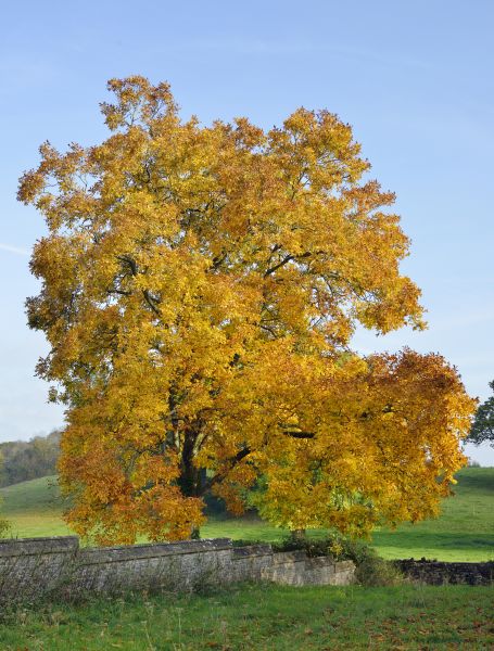 Cost of Hickory Tree Trimming in Prescott Valley