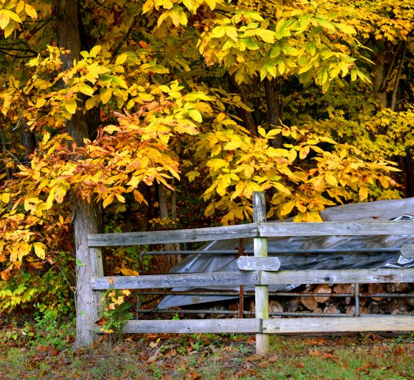 Cost of Hickory Tree Pruning in Prescott Valley