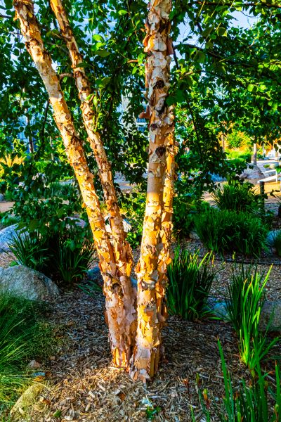 Cost of River Birch Trimming in Prescott Valley