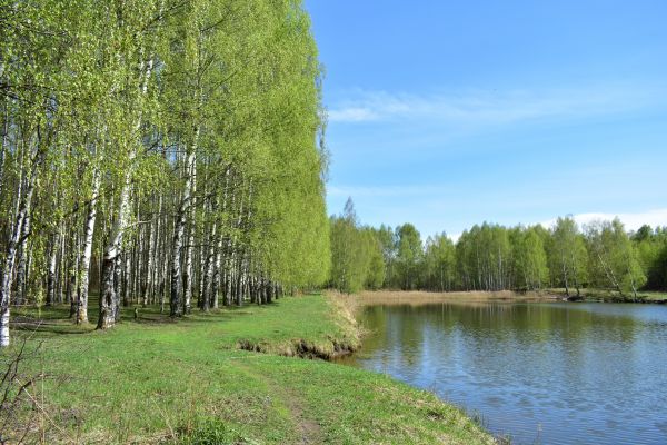 Cost of River Birch Pruning in Prescott Valley