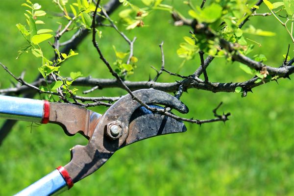 Cost of Branches Pruning in Prescott Valley