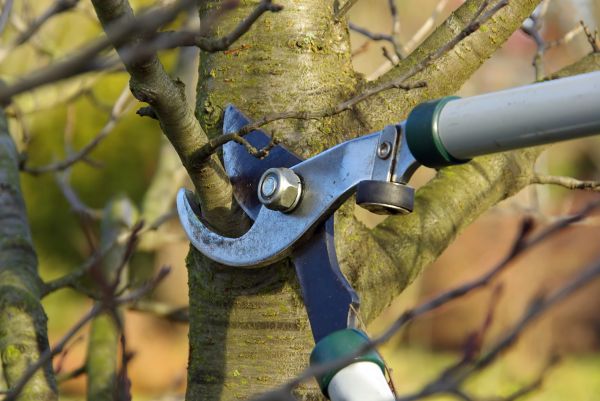 Cost of Tree Limb Trimming Service in Prescott Valley