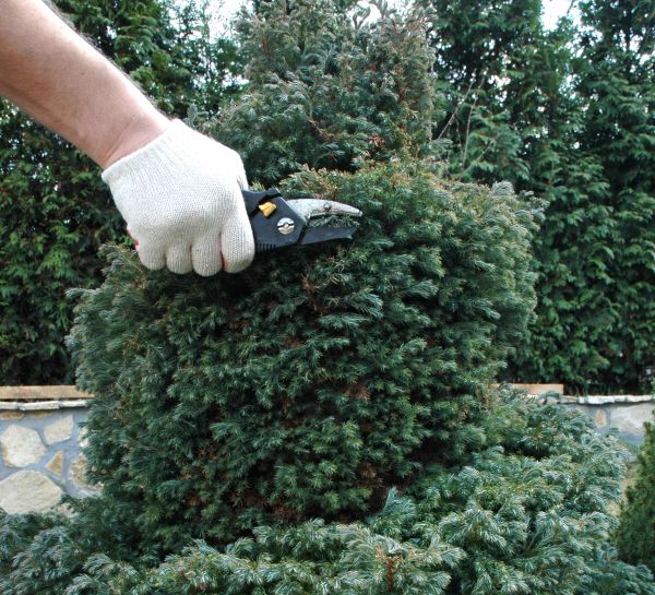 Cost of Ornamental Tree Trimming in Prescott Valley