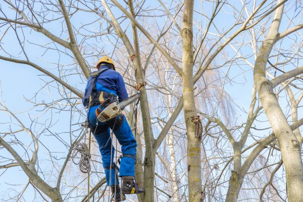 Cost of Large Tree Trimming in Prescott Valley