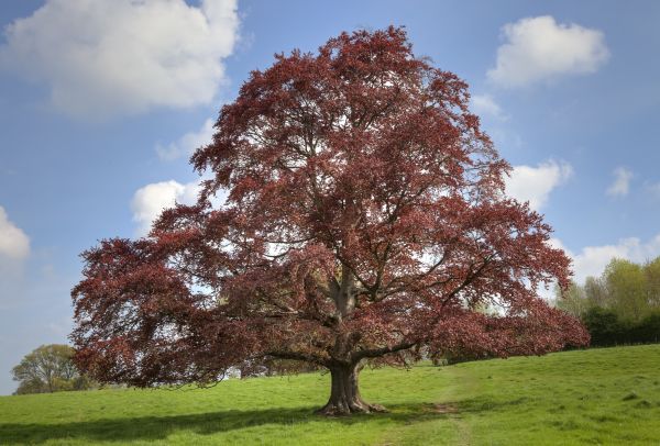 Cost of Beech Tree Pruning in Prescott Valley