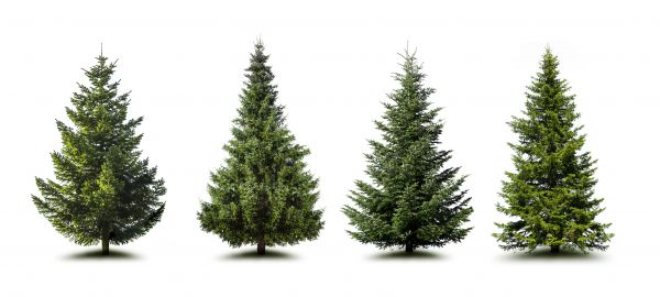 Cost of Pine Tree Trimming in Prescott Valley