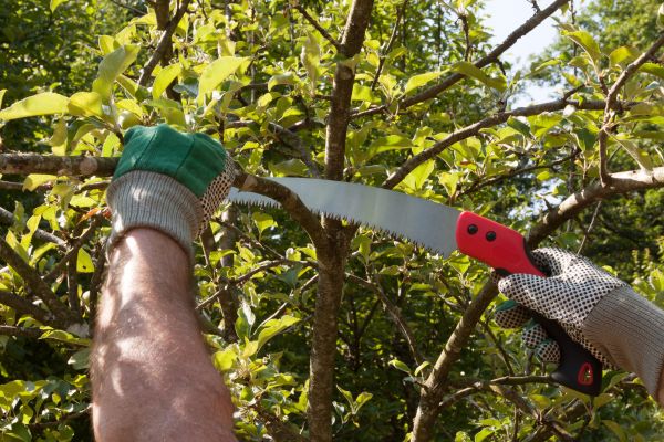 Apple Tree Trimming in Prescott Valley