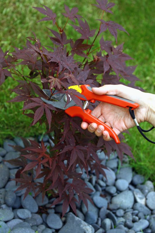 Maple Tree Pruning