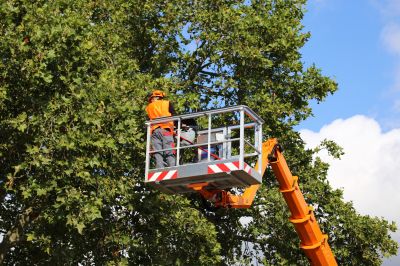 Seasonal Tree Maintenance