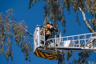 High-Altitude Tree Trimming